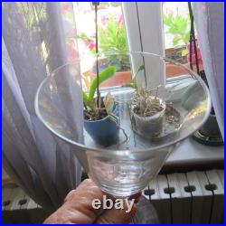 5 verres a vin ou a porto cristal saint louis modèle Lozère uni H 14 cm signé