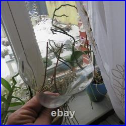 6 verres a vin en cristal saint louis modèle azur H 13,5 cm signé